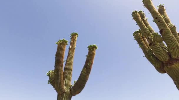 Pan Saguaro Cactus Paloverde Tree Greyhawk Golf Course Scottsdale Arizona — Stock Video