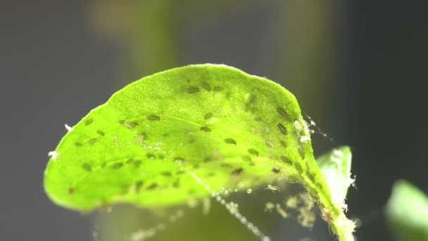 Close Chili Plant Leaf Covered Aphids — Video