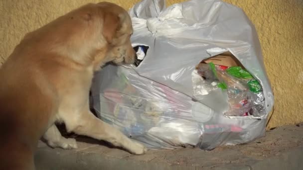 Street Dog Eating Out Trash Bag Street — Stockvideo