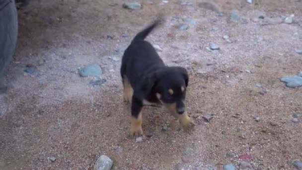 Cute Puppy Playing Running — ストック動画