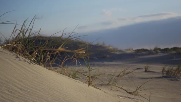 Roślinność Plaży Wieje Wietrze Przez Wydmy Park Narodowy Assateague Island — Wideo stockowe