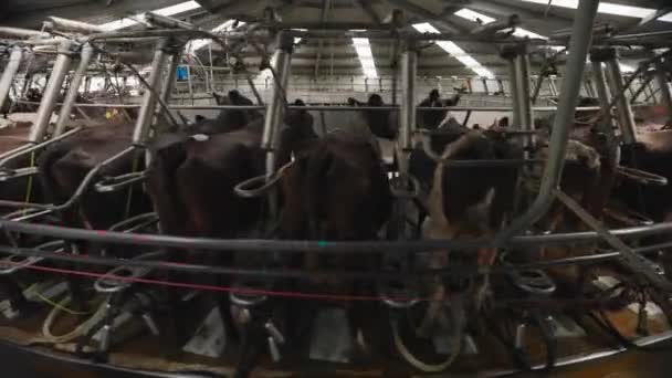 Large Spinning Carousel Milking Shed Filled Cows Stanchions Timelapse — Stock video