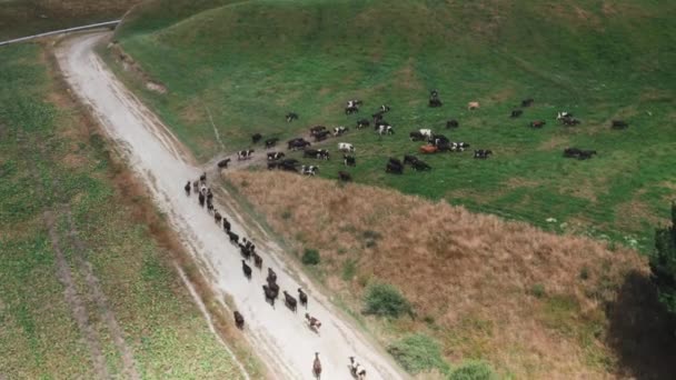 Herd Cows Returning Lush Green Pasture Fresh Grass Aerial — Stockvideo