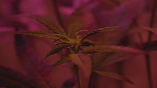 Kis Virágzó Orvosi Marihuána Cannabis Növény Diy Diy Otthon Teljes — Stock videók