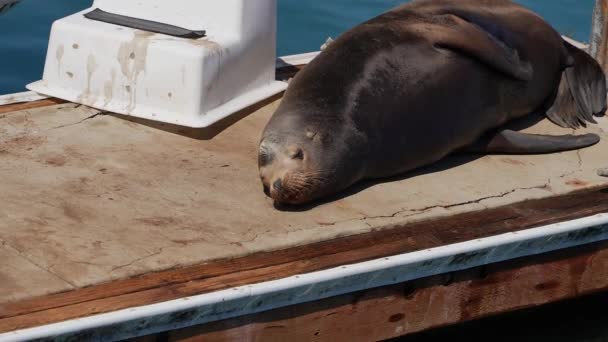 Leão Marinho Descansando Sol Uma Doca Califórnia — Vídeo de Stock