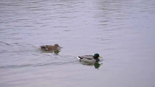 Two Ducks Male Female Swimming Lake — Stockvideo