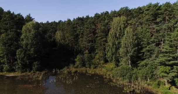 不遭污染的天然绿松林的空中景观无人驾驶飞机在湖畔的近岸飞行 揭示了林地 — 图库视频影像