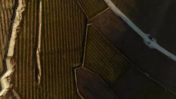 Terrassen Wijngaarden Van Boven Tijdens Zonsondergang Met Een Ongelooflijk Contrast — Stockvideo