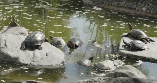利马的海龟在池塘的岩石上晒太阳 24英尺 时间过去了 — 图库视频影像