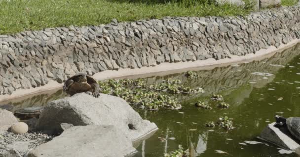 Schildpad Zonnebaden Rots Vijver Lima Peru — Stockvideo