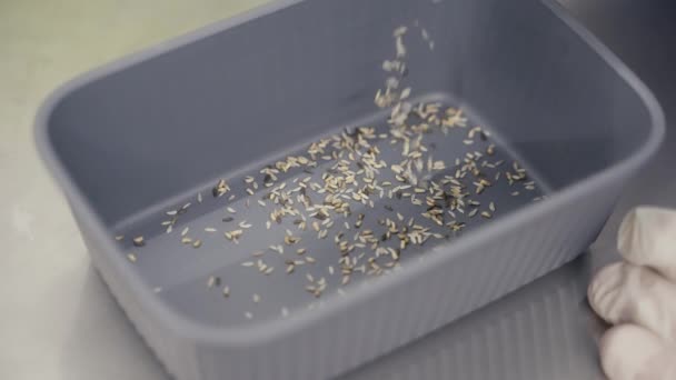 Close Adding Seeds Tray Container Farming — Vídeo de stock