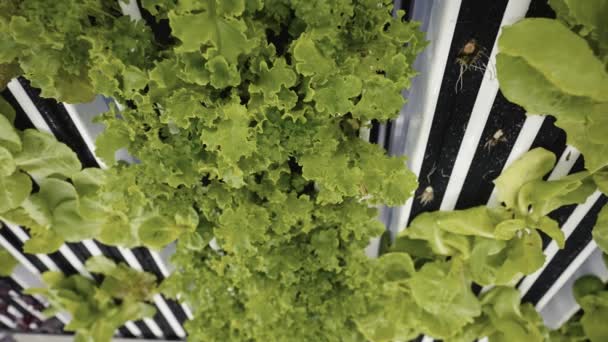 Vegetables Growing Vertical Racks Container Farm — Vídeo de stock