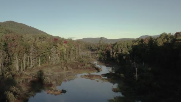 River Mangrove Deep Wilderness Aerial — Video Stock