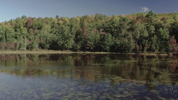 Ducks Take Lake Aerial Shot Tracking Woodland Shoreline — Stock videók