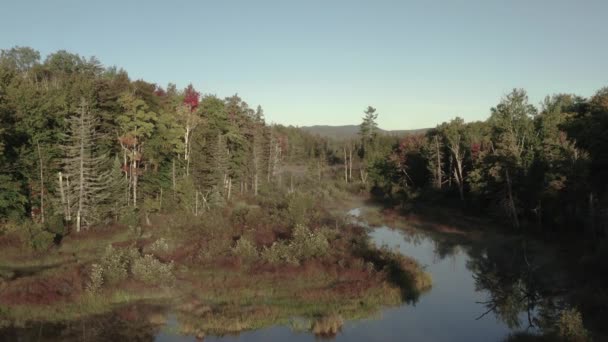 Rivier Meanderend Door Dichte Beboste Overstromingsvlakte — Stockvideo