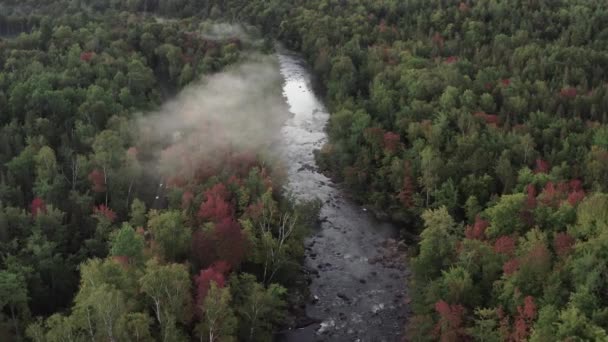 Spectacular Aerial View River Flowing Dense Woodland — Vídeo de stock