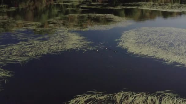 Ducks Take Flight Lake Forest Wilderness Tracking Aerial — Stock videók