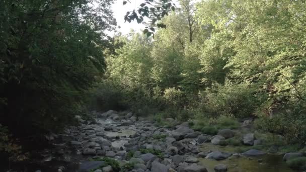Beautiful Untouched Nature Stream Flowing Lush Foliage Woodland Gimbal Shot — 비디오