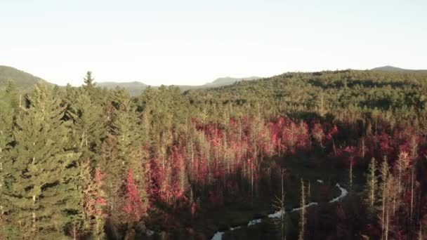 Fall Colors Creeping Meandering River Dense Woodland — Stockvideo