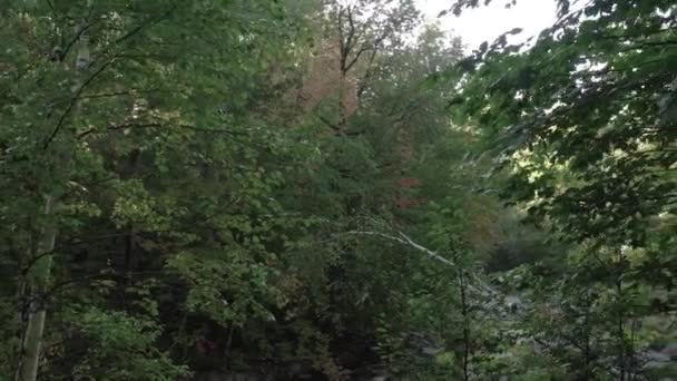 Tracking Lush Foliage River — Vídeo de Stock