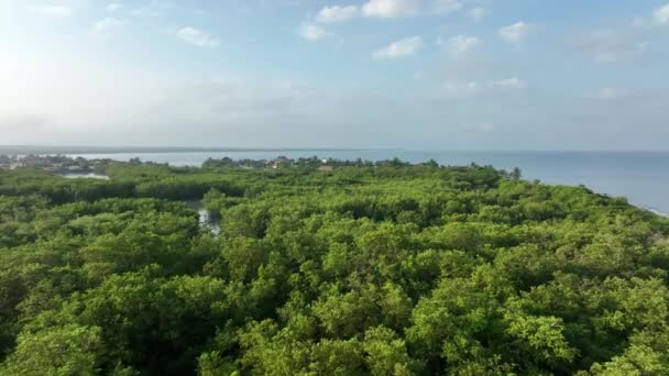 Aerial View Thick Tropical Forest Mangroves Caribbean Sea Coast Colombia — Stock video