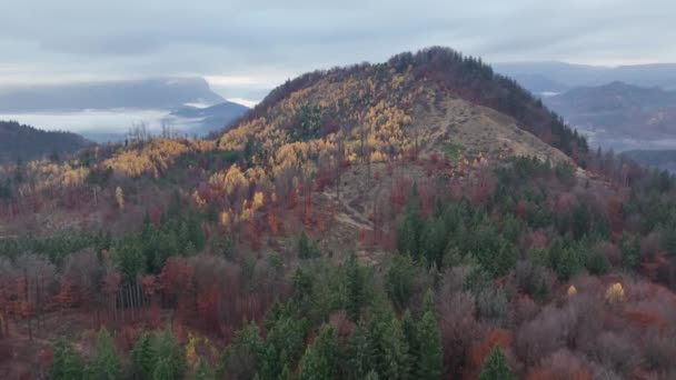 Létání Nad Podzimními Lesy Lesy Úsvitu Pochmurného Dne — Stock video