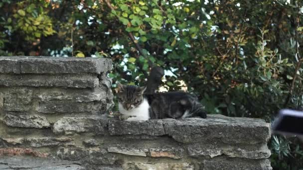 園内の石垣の上に佇む可愛い野良猫に挨拶をすることで通り過ぎる観光客 — ストック動画