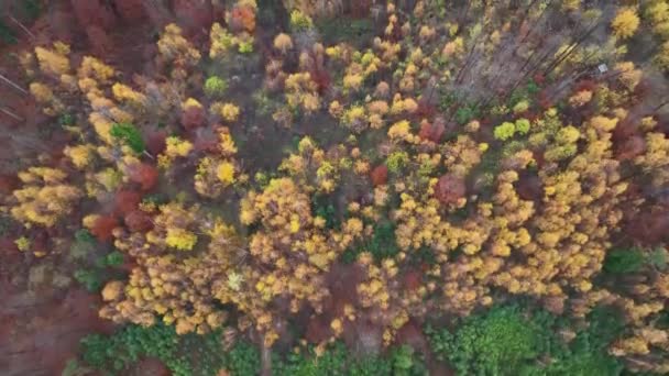 在阴郁的一天 日出时分 飞越秋天的树林和森林 — 图库视频影像