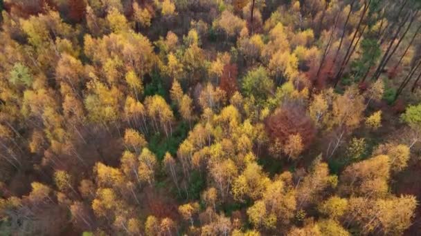 Flying Autumn Woods Forests Sunrise Gloomy Day — Wideo stockowe