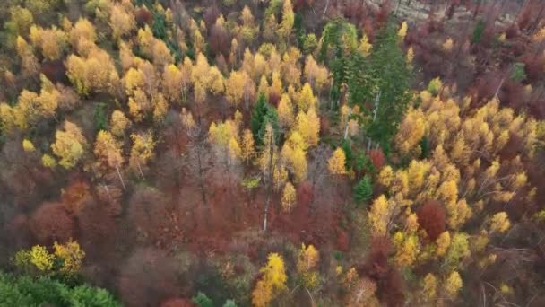 Flying Autumn Woods Forests Sunrise Gloomy Day — Wideo stockowe