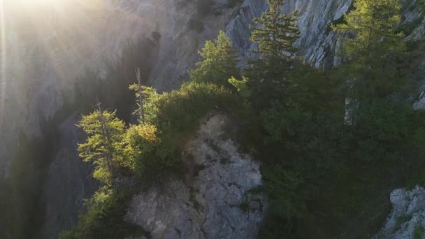 Flying Woods Forests Sunrise — стоковое видео