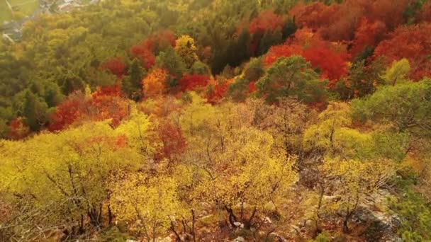 Bei Sonnenaufgang Einem Düsteren Tag Über Die Herbstlichen Wälder Fliegen — Stockvideo