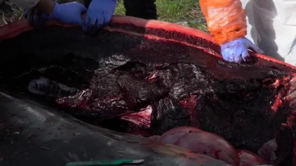 Close Cutting Away Blubber Skin Dead Ziphius Whale Autopsy — Wideo stockowe