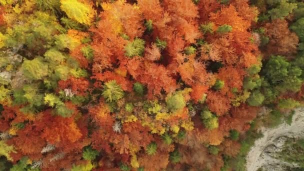 在阴郁的一天 日出时分 飞越秋天的树林和森林 — 图库视频影像