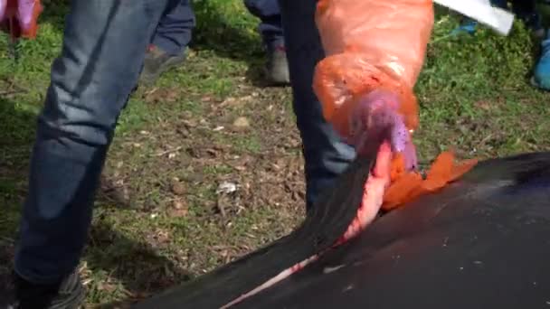 Κόβοντας Και Ξεφλουδίζοντας Δέρμα Και Λίπος Της Φάλαινας Του Κυβιέ — Αρχείο Βίντεο