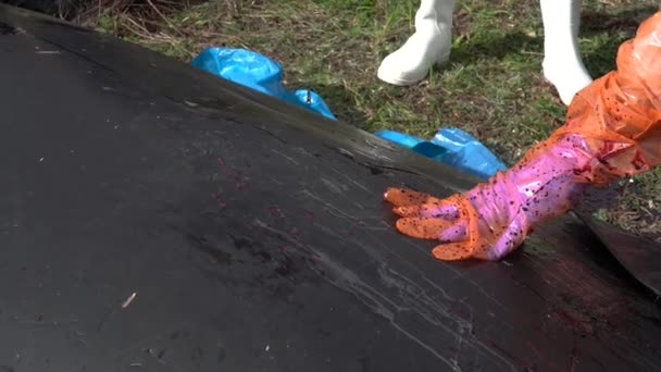 Scientists Perform Autopsy Washed Whale Carcass Beach — Video Stock