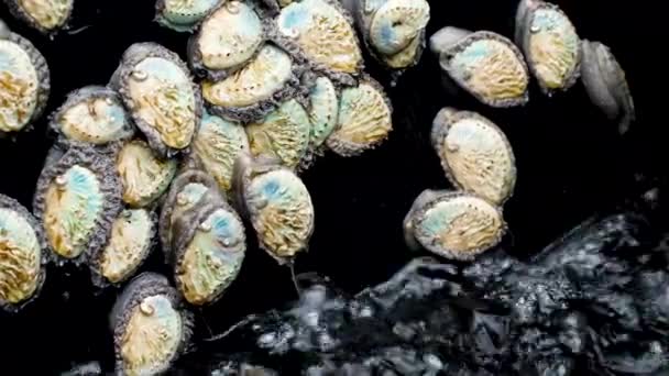 Mladý Abalone Spěchat Zpět Provzdušněné Vody Nádrži Vyhledávaný Sealife — Stock video