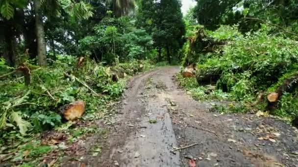 Luftaufnahme Tiefflug Über Einer Straße Vorbei Einem Umgestürzten Baum Sao — Stockvideo