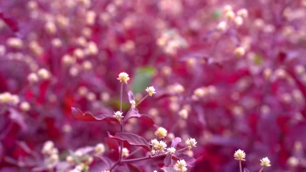 关闭野生紫花 危地马拉的花朵 — 图库视频影像