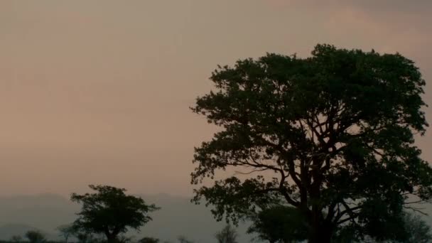 Расслабляющий Ветер Дующий Сквозь Деревья Двигающий Листья — стоковое видео