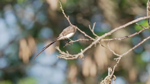 Beautiful Bokeh Natural Landscape Wild Fork Tailed Flycatcher Tyrannus Savana — Wideo stockowe