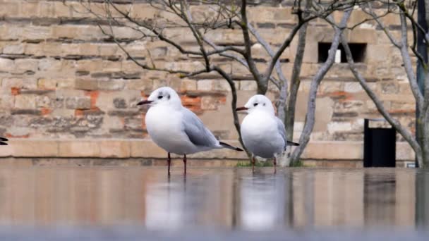 Two Seagulls Standing Shallow Lake Cleaning Themselves — Stock Video