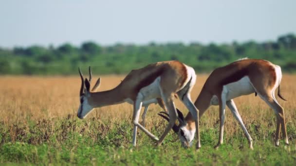 Springboks Foraging Grassland Central Kalahari Game Reserve Botswana Široký Záběr — Stock video