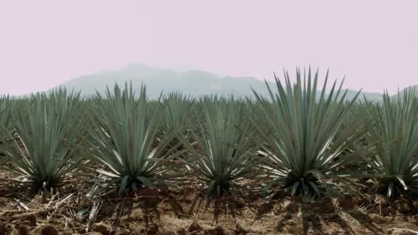 Agave Åkrar Mellan Bergen Tequila Jalisco Mexiko — Stockvideo