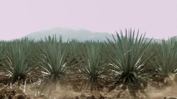 Horse Riding Agave Fields Mountains City Tequila Jalisco Mexico — Stock Video