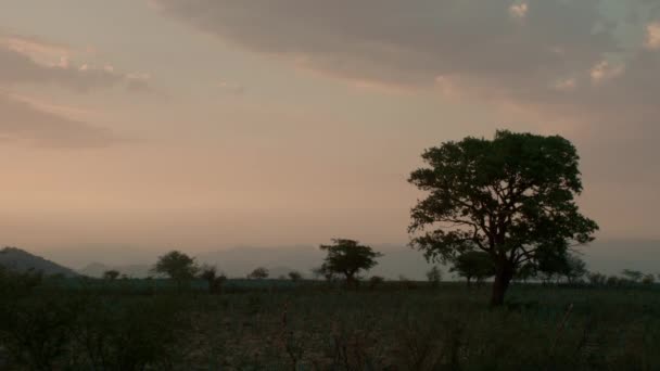 Wind Blowing Leaves Agave Field Mountains Tequila Jalisco Mexico — Stock Video