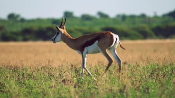 Springbok Güneşte Yürüyüşleri Kısa Çimlerde Merkez Kalahari Oyun Rezervinde Botswana — Stok video