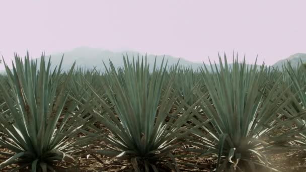 Equitación Campos Agave Entre Las Montañas Ciudad Tequila Jalisco México — Vídeos de Stock