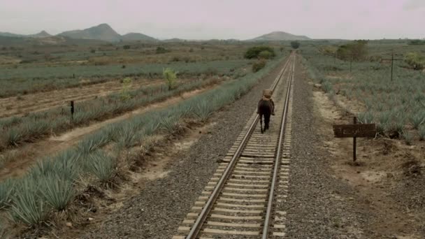 Riding Horse Railroads Agave Valleys Tequila Jalisco Mexico — Stockvideo