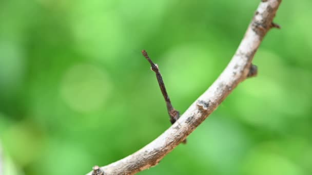 Looking at the camera then looks down suddenly pretending to be part of the twig, Praying Mantis, Phyllothelys sp.
